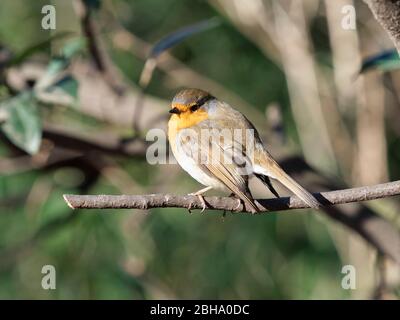 Robin, Erithacus rubecula aux abords, sur une branche Banque D'Images