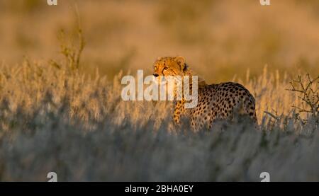 Cheetah (Acinonyx jubatus), Parc transfrontière de Kgalagadi, Namibie Banque D'Images