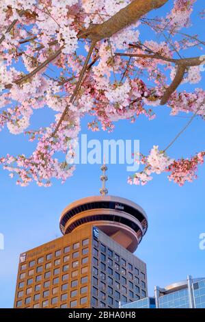 Fleurs de cerisier et Tour Harbour Centre, Vancouver, Colombie-Britannique, Canada Banque D'Images