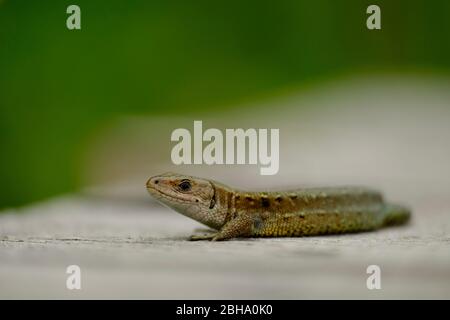 Forêt Lizard, Zootoca vivivipara, Lacerta vivivipara, Mountain Lizard, Moor Lizard Banque D'Images