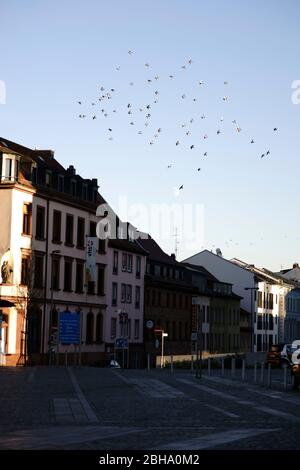 Un troupeau de pigeons vole sur la Schlossplatz à Aschaffenburg en face de la lune. Banque D'Images