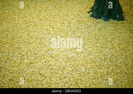 Les feuilles jaunes tombées d'un arbre ginkgo en automne. Banque D'Images