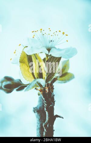 Fleurs abstraites, fleurs d'une cerise aigre, Prunus ceratus Banque D'Images