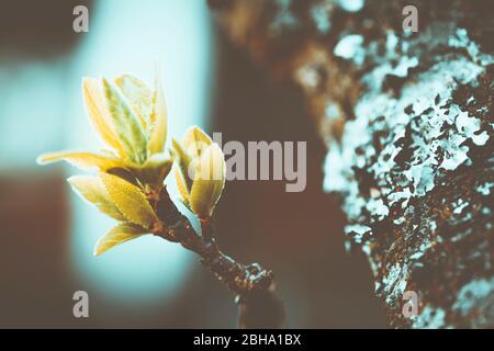 Fleurs abstraites, fleurs d'une cerise aigre pas encore ouverte, Prunus ceratus Banque D'Images