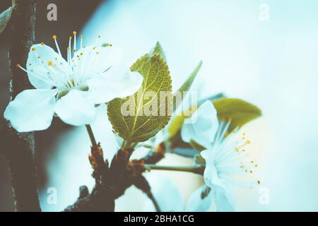 Fleurs abstraites, fleurs d'une cerise aigre, Prunus ceratus Banque D'Images