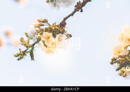 Fleurs abstraites, fleurs d'une cerise aigre, Prunus ceratus Banque D'Images