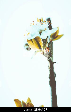 Fleurs abstraites, fleurs d'une cerise aigre pas encore ouverte, Prunus ceratus Banque D'Images