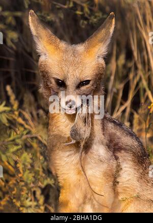 Le cap renard (Vulpes chama) avec souris de proie en bouche, Kgalagadi TransFrontier Park, Namibie Banque D'Images