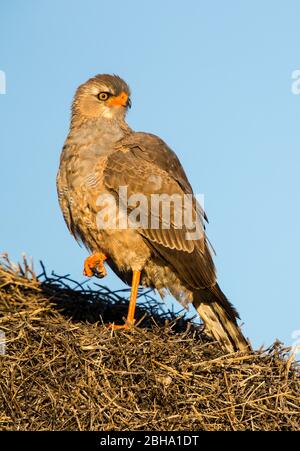 Gabar goshawk (Micronisus gabar) au nid, Kgalagadi TransFrontier Park, Namibie Banque D'Images