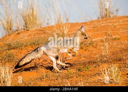 Cap Fox (Vulpes chama), Parc transfrontière de Kgalagadi, Namibie Banque D'Images