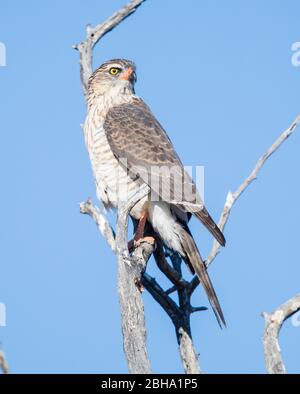 Gabar goshawk (Micronisus gabar) perché sur branche, Kgalagadi TransFrontier Park, Namibie Banque D'Images