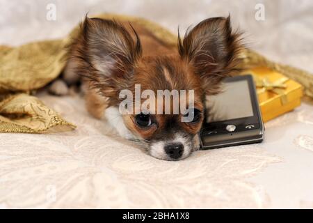 Chien Chihuahua rouge à poil long avec téléphone cellulaire. Banque D'Images