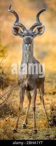 Homme grand kudu (Tragelaphus strepsiceros) antilope regardant l'alerte à la caméra, Parc national d'Etosha, Namibie Banque D'Images
