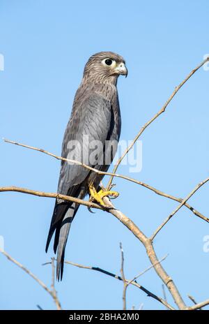 Le kestrel gris (Falco ardosiaceus) perce sur branche, Parc national de Tarangire, Tanzanie Banque D'Images