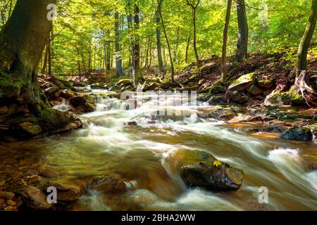 Ilse, Ilsetal, Fluss, Wald, Harz, Sachsen-Anhalt, Deutschland, Europa Banque D'Images