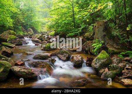 Ilse, Ilsetal, Fluss, Wald, Harz, Sachsen-Anhalt, Deutschland, Europa Banque D'Images