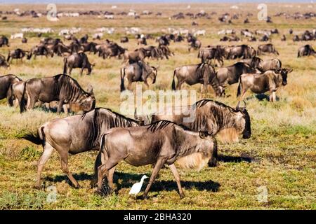 Troupeau de wildebeest (Connochaetes taurinus mearnsi) à barbe blanche occidentale, aire de conservation de Ngorongoro, Tanzanie Banque D'Images