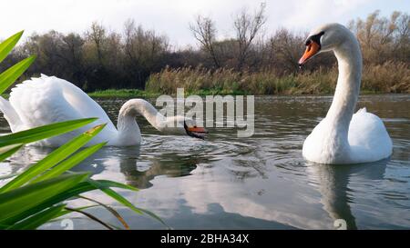 Deux cygnes blancs près des rives de la rivière Banque D'Images