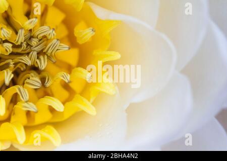 Détail d'une fleur de nénuphars, Nymphea alba, bassin Vedana, Belluno, Parc national Dolomiti Bellunesi Banque D'Images