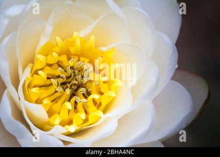 Détail d'une fleur de nénuphars, Nymphea alba, bassin Vedana, Belluno, Parc national Dolomiti Bellunesi Banque D'Images