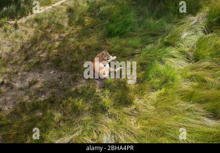 Lynx eurasien en position de détente dans l'herbe Banque D'Images