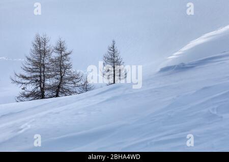 Arbres sans feuilles et seuls dans la neige, col giau, Dolomites, Belluno, Vénétie, Italie Banque D'Images