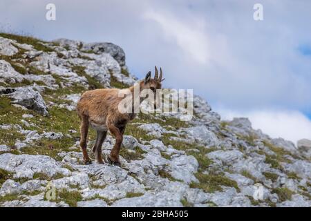 jeunes ibex alpins au début de l'été, montagne de sorapis, dolomites, belluno, vento, italie Banque D'Images