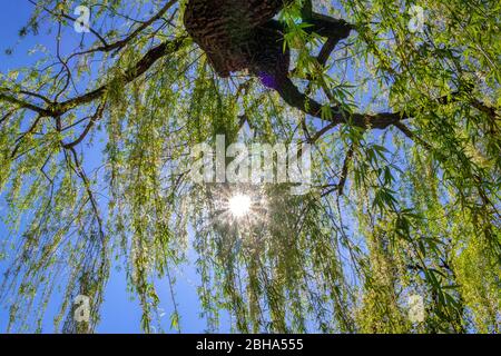 Saule pleuré, Salix babylonica, branches en chute au printemps, Weilheim, Bavière, Allemagne, Europe Banque D'Images