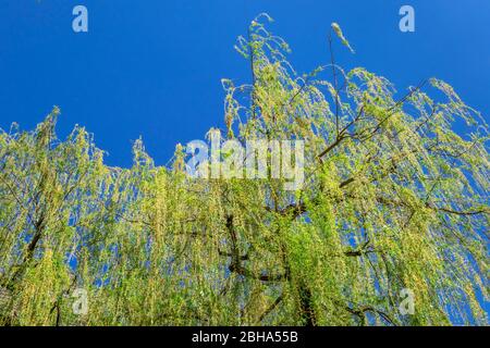 Saule pleuré, Salix babylonica, branches en chute au printemps, Weilheim, Bavière, Allemagne, Europe Banque D'Images