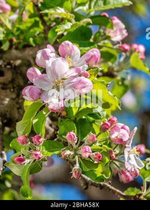 Fleurs de pommier, pommier (Malus domestica), Bavaria, Germany, Europe Banque D'Images