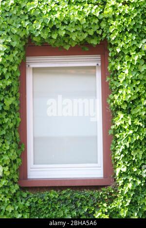 Les feuilles de raisin frais et vert entourent une fenêtre. Banque D'Images