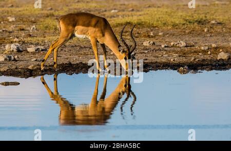 Impala réfléchit dans l'eau, Parc national d'Etosha, Namibie Banque D'Images