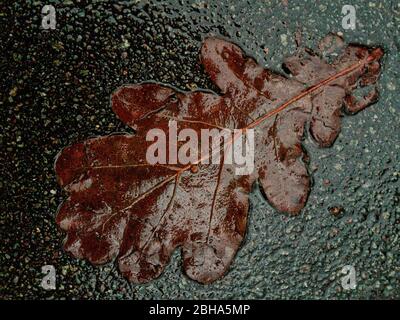 Feuilles de chêne sur la passerelle Banque D'Images