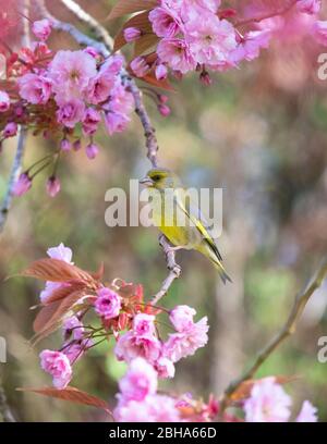 Greenfinch - chloris chloris - perché dans un cerisier au printemps - Stirlingshire, Écosse, Royaume-Uni Banque D'Images
