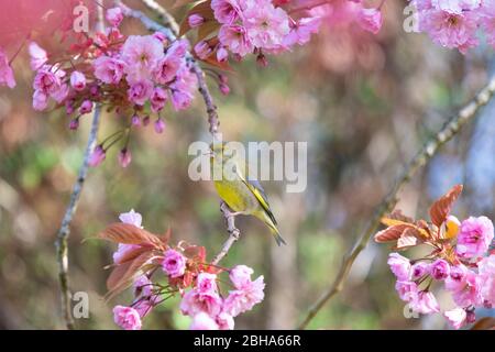 Greenfinch - chloris chloris - perché dans un cerisier au printemps - Stirlingshire, Écosse, Royaume-Uni Banque D'Images