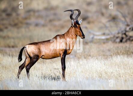 Grand kudu en gros plan, Parc national d'Etosha, Namibie Banque D'Images