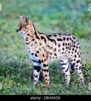 Gros plan sur le serval (Leptalurus serval), cratère Ngorongoro, Tanzanie Banque D'Images