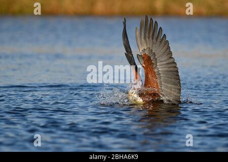 L'aigle de poisson africain (choriste haliaetus) capture un poisson à la rivière Chobe, au Botswana Banque D'Images