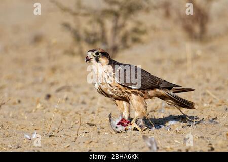 Young Lanner falcon Maiden (Falco biarmicus) est en craquer une colombe, Kgalagadi TransFrontier Park, Afrique du Sud Banque D'Images