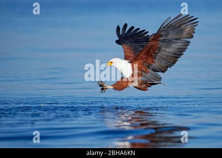 L'aigle de poisson africain (choriste haliaetus) capture un poisson à la rivière Chobe, au Botswana Banque D'Images