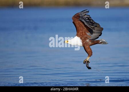 L'aigle de poisson africain (choriste haliaetus) capture un poisson à la rivière Chobe, au Botswana Banque D'Images