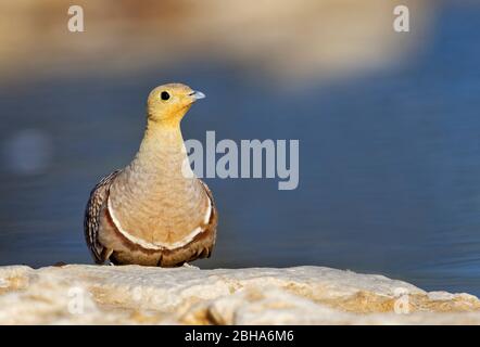 Namaqua sandgrouse (Pterocles burchelli) au trou d'eau, Kgalagadi TransFrontier Park, Afrique du Sud Banque D'Images