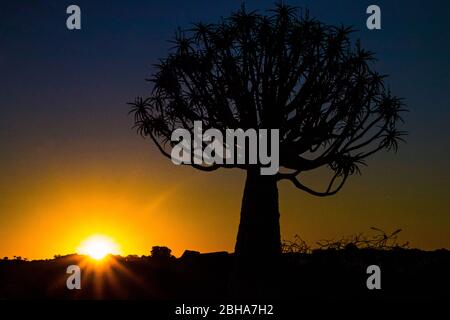 Silhouette de quiver Tree (Aloidendron dichotomum) au coucher du soleil, Namibie Banque D'Images