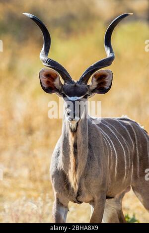 Grand kudu (Tragelaphus strepsiceros) antilope regardant la caméra, Parc national d'Etosha, Namibie Banque D'Images