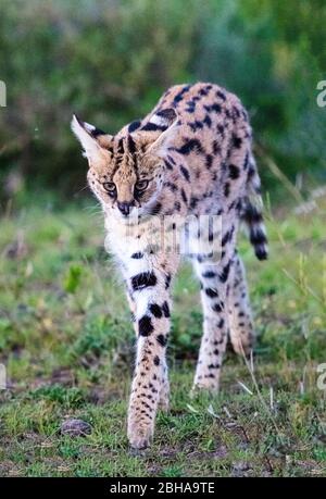 Serval (Leptalurus serval), marche, cratère Ngorongoro, Tanzanie Banque D'Images