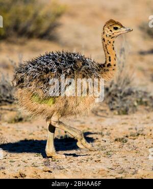 Gros plan sur le petit Ostrich (Struthio camelus), le parc transfrontière de Kgalagadi, Namibie, Afrique Banque D'Images