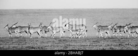 Vue sur le troupeau de Springbok (Antidorcas marsupialis), le parc transfrontière de Kgalagadi, Namibie, Afrique Banque D'Images