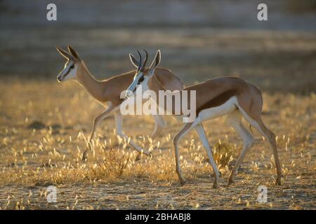 Vue sur deux Springbok (Antidorcas marsupialis), le parc transfrontière de Kgalagadi, Namibie, Afrique Banque D'Images