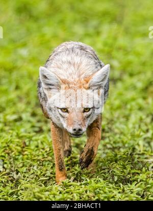 Vue sur la marche du Golden Jackal (Canis aureus), cratère de Ngorongoro, Tanzanie, Afrique Banque D'Images