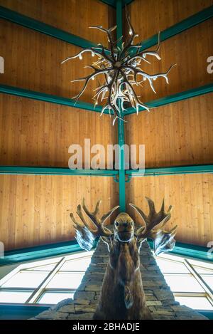 USA (Maine), Freeport, moose antlers Banque D'Images